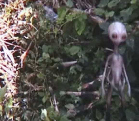 المخلوقات الفضائيه جن.