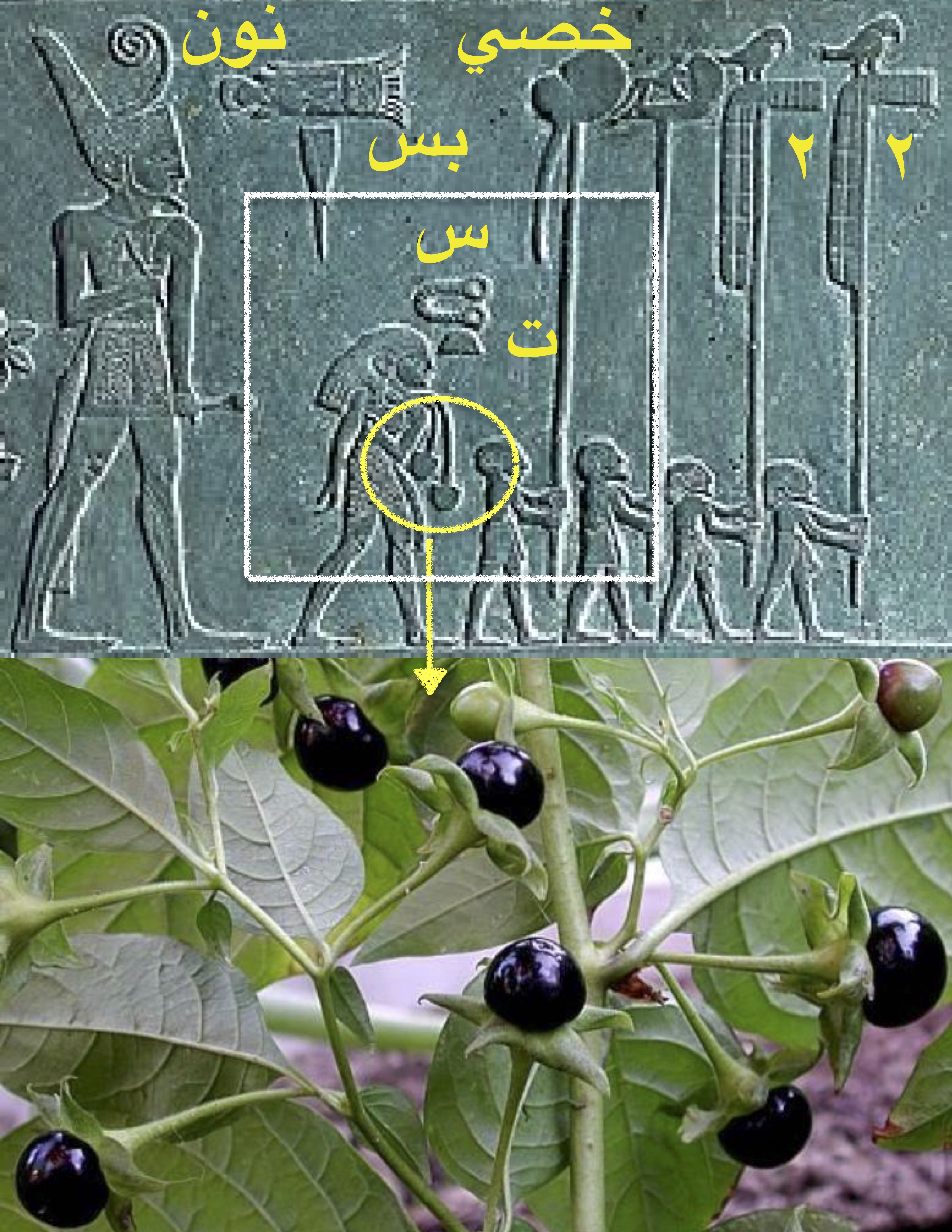 الاتروبين يسمم الماء