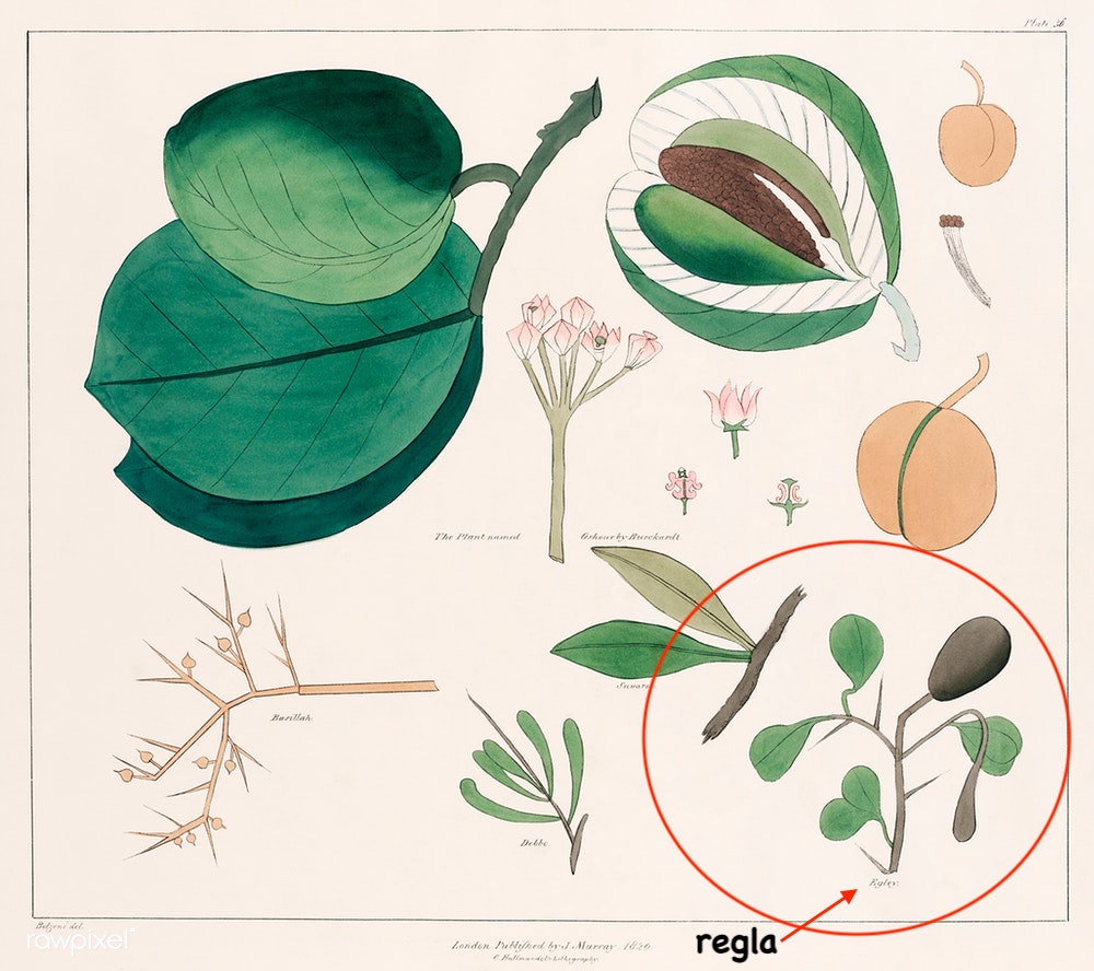 نبات الرجله