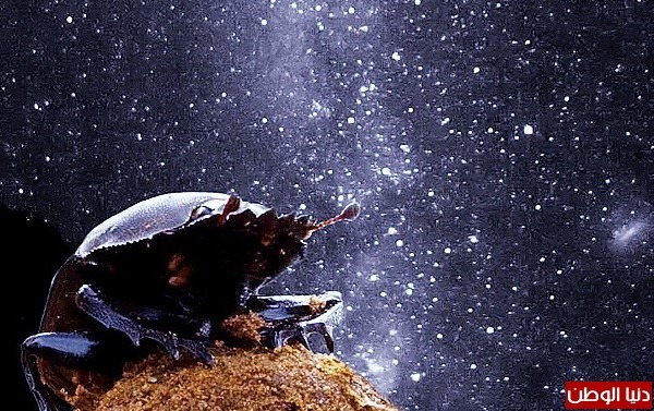 الخنافس والملاحه الليليه