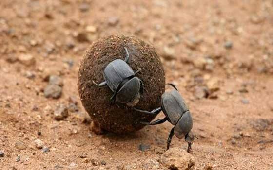 سرعه الخنفساء البريه