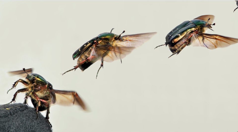 الجعران المصري