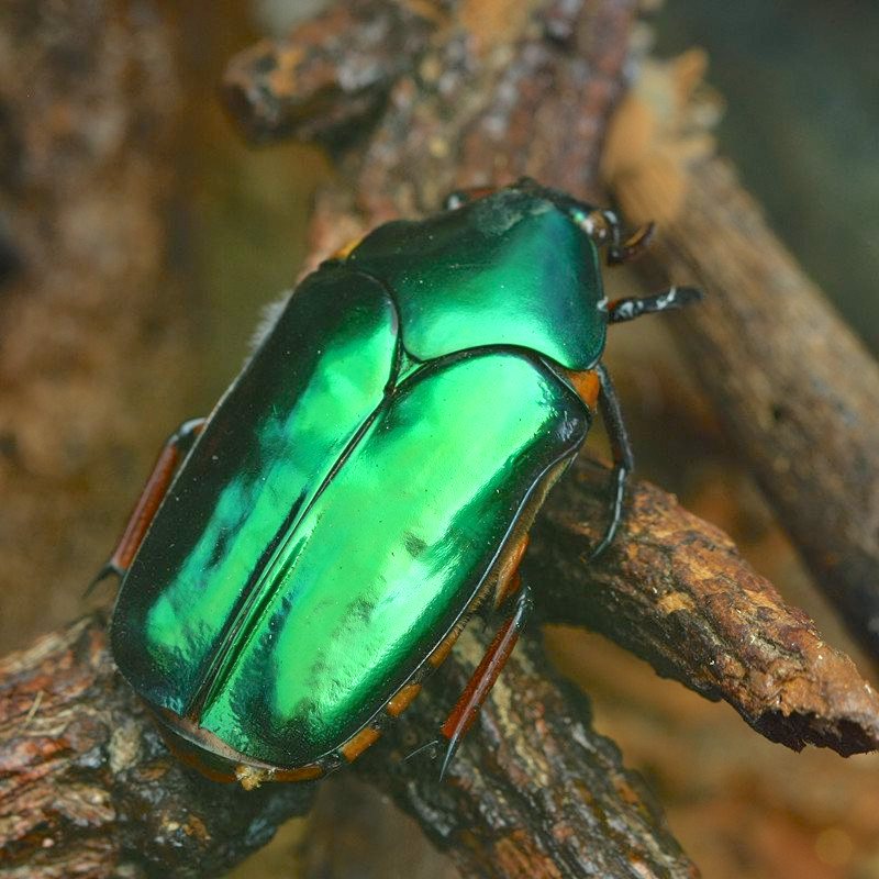 سر بناء الاهرام